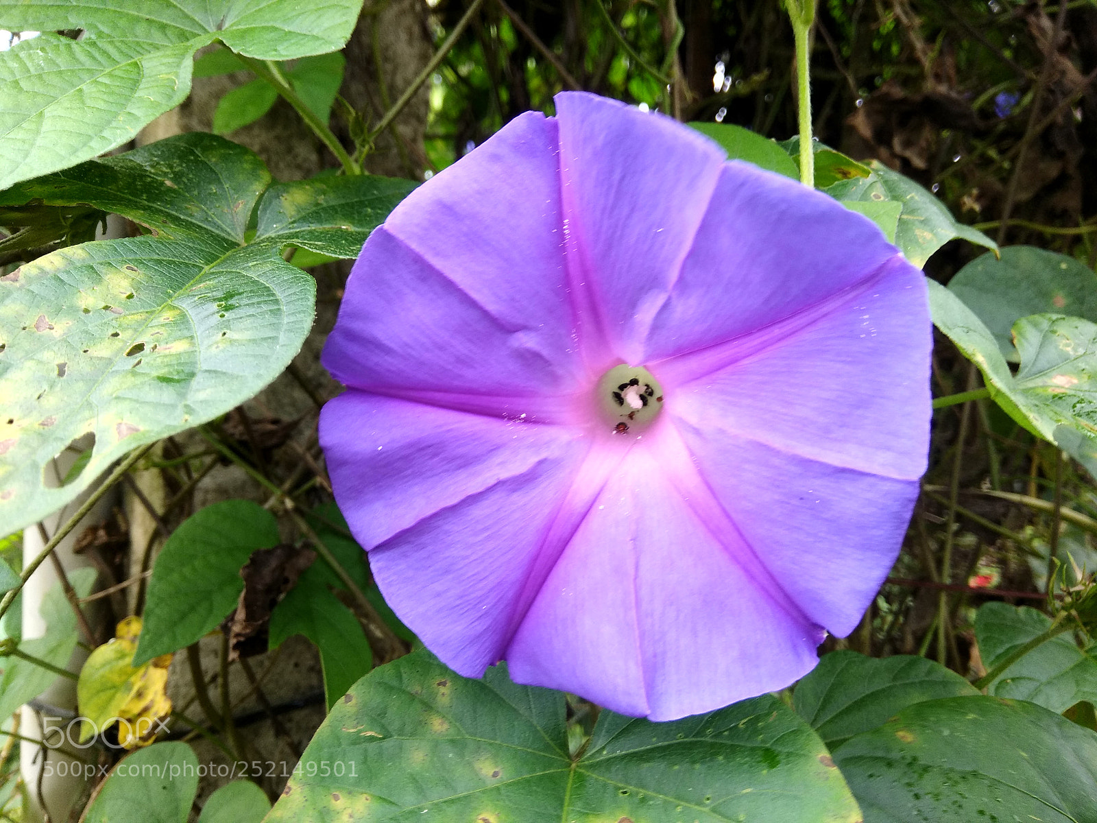 Xiaomi Redmi Note 4 sample photo. Flower photography