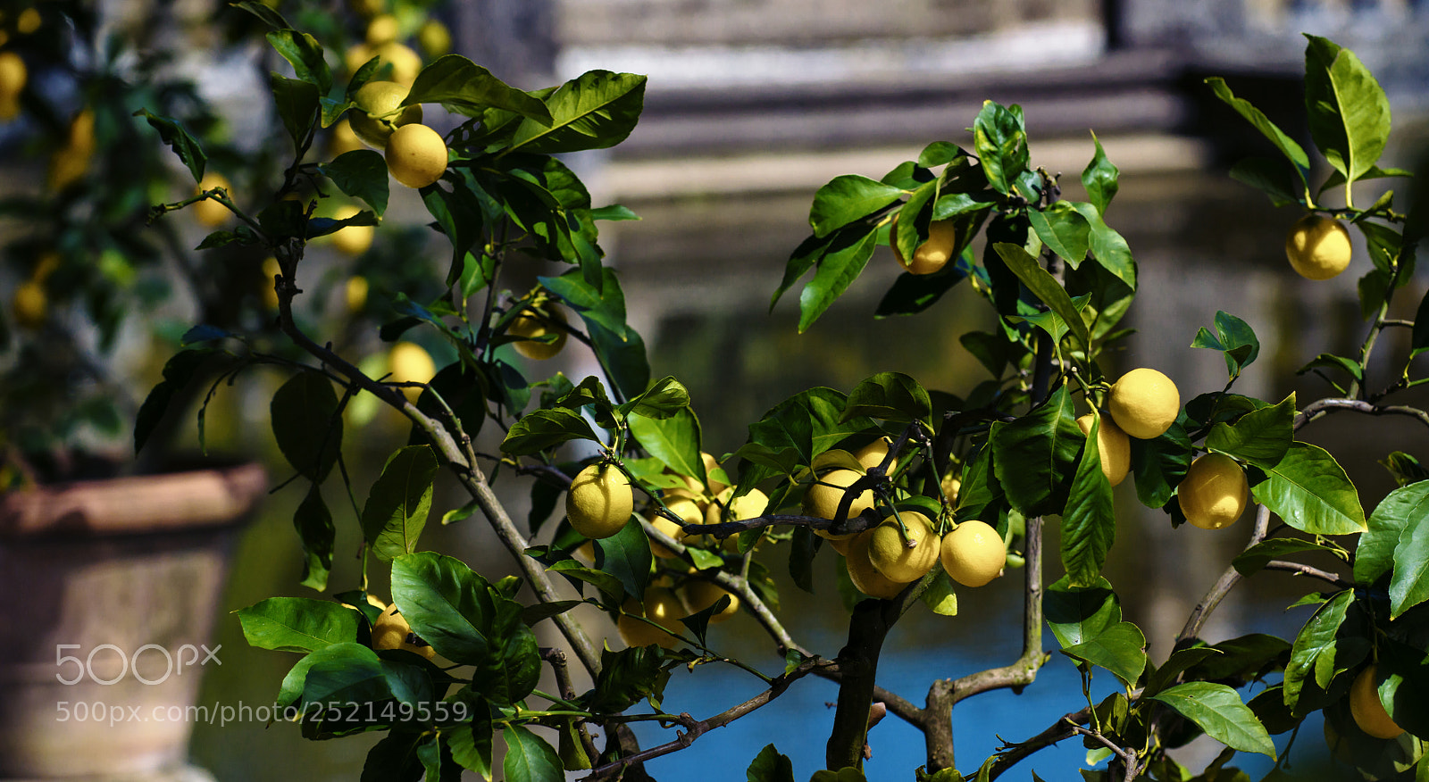 Nikon D800 sample photo. Lemon tree photography