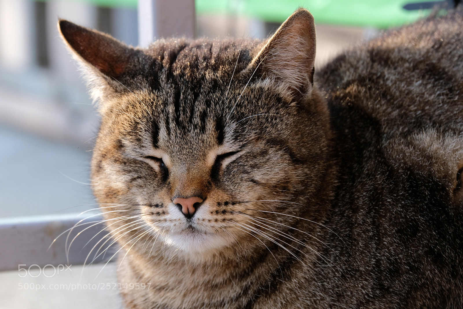 Fujifilm X-T20 sample photo. Cat near shop photography