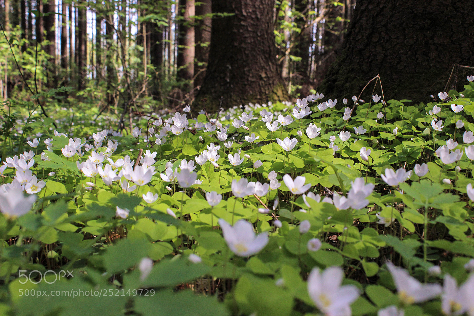 Canon EOS 600D (Rebel EOS T3i / EOS Kiss X5) sample photo. Shamrock photography