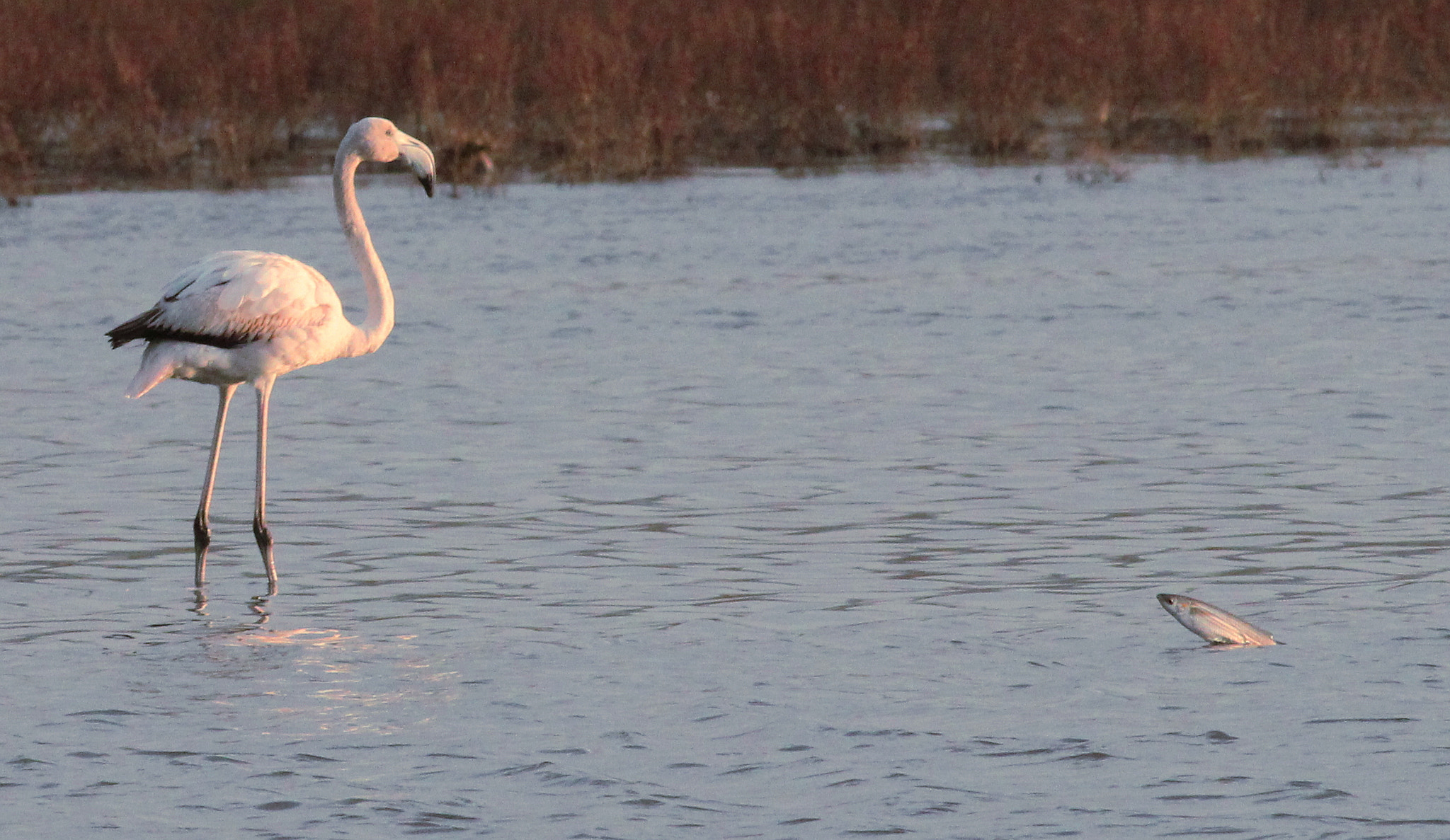 Canon EOS 600D (Rebel EOS T3i / EOS Kiss X5) + Canon EF 400mm F5.6L USM sample photo. Crop photography