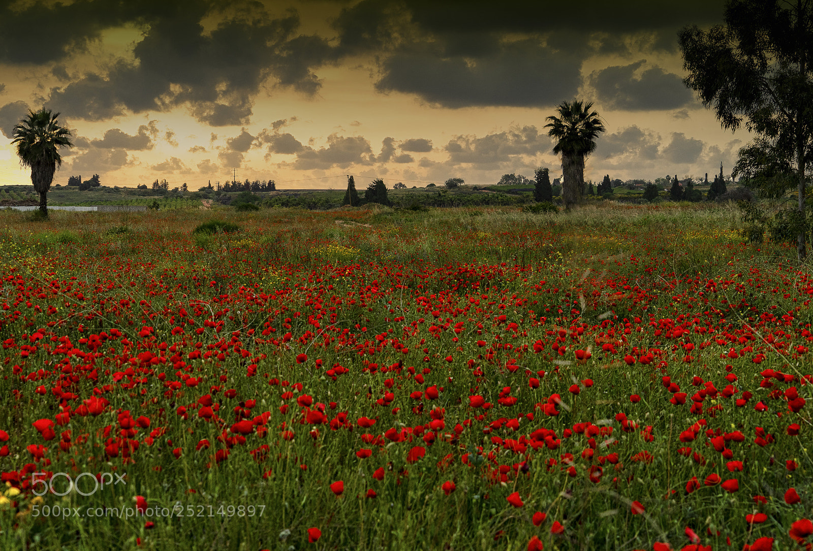 Sony a7 II sample photo. Sunset over a poppies photography