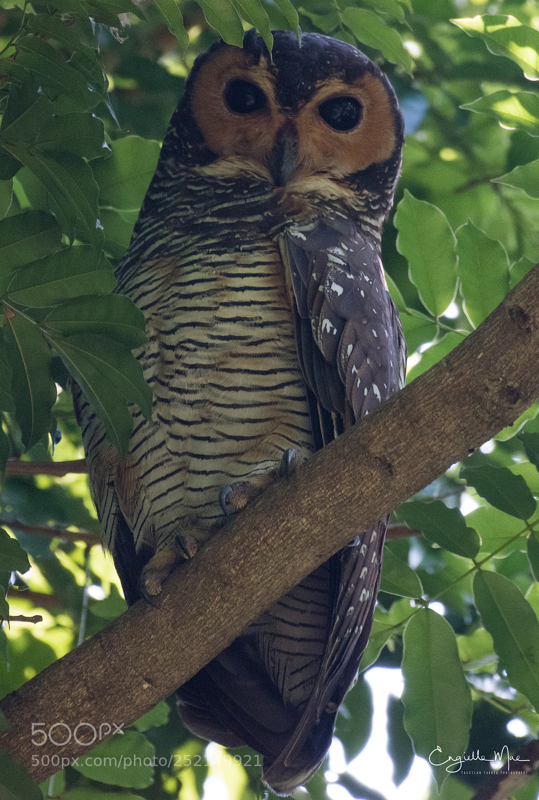 Nikon D5500 sample photo. Spotted wood owl photography