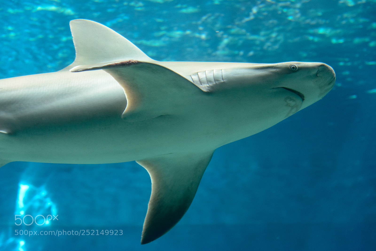 Nikon D800 sample photo. Shark is not a photography