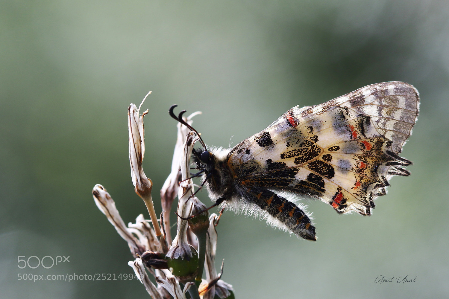 Canon EOS 7D Mark II sample photo. Eastern festoon photography