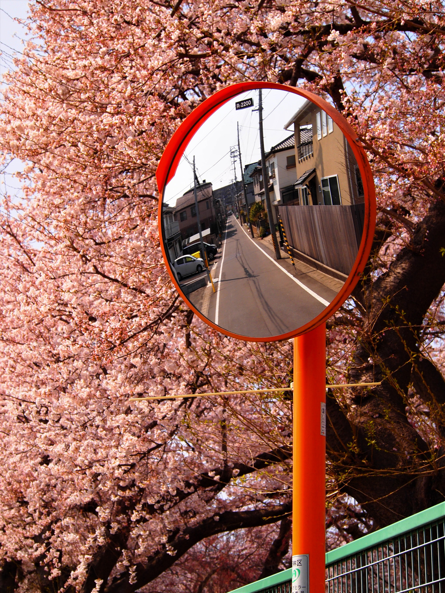 Olympus PEN E-PL2 sample photo. Sakura in sendai photography