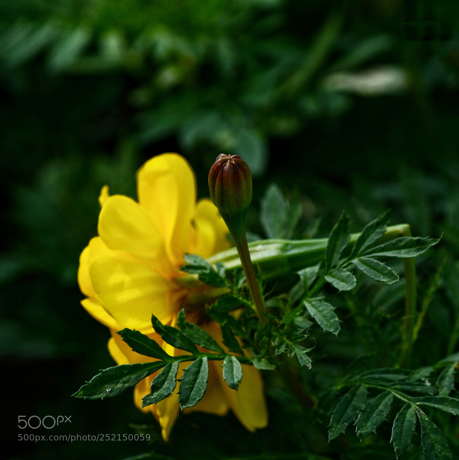 Nikon D7100 sample photo. Untitled photography