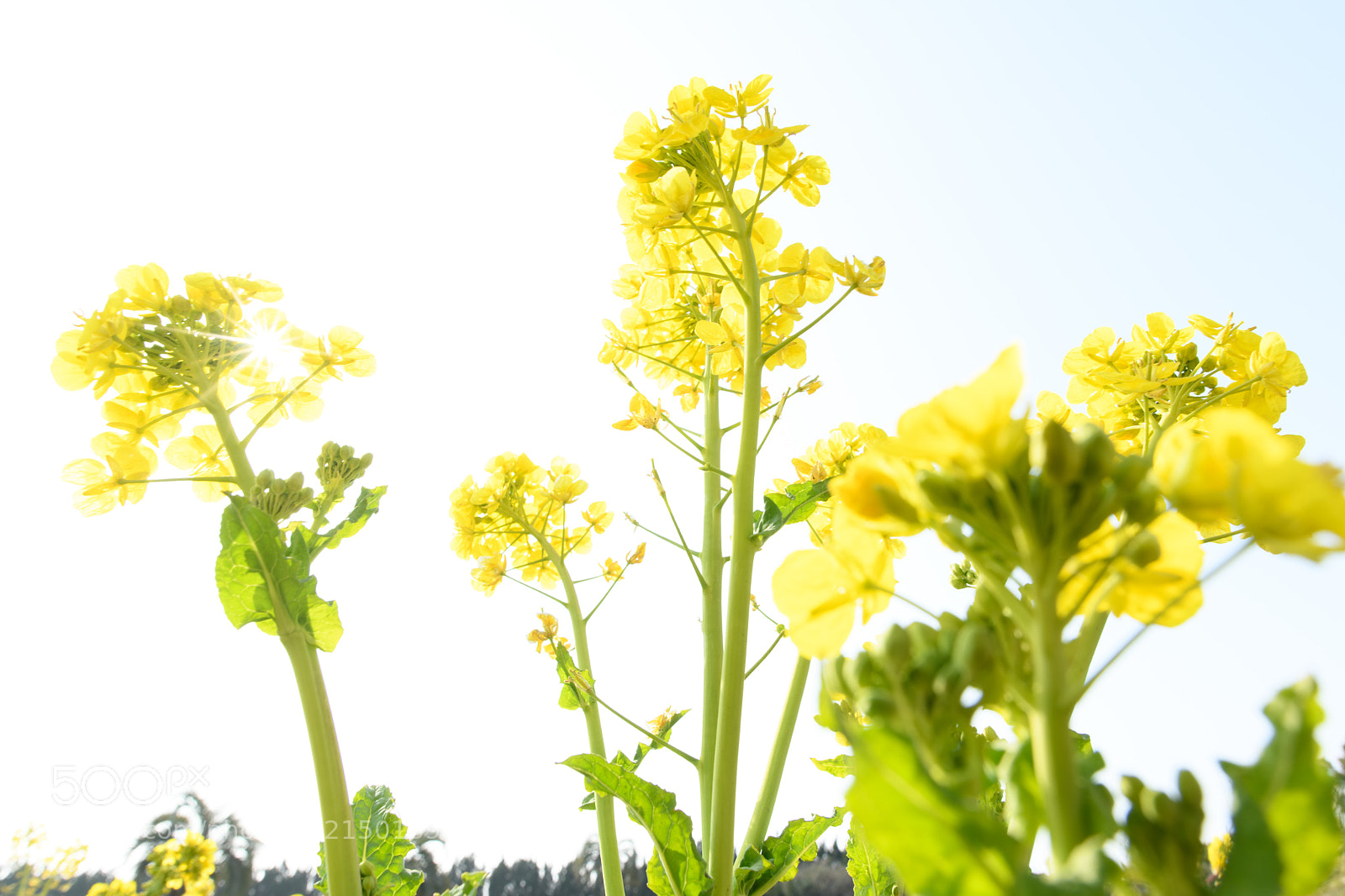 Nikon D850 sample photo. Yellows photography