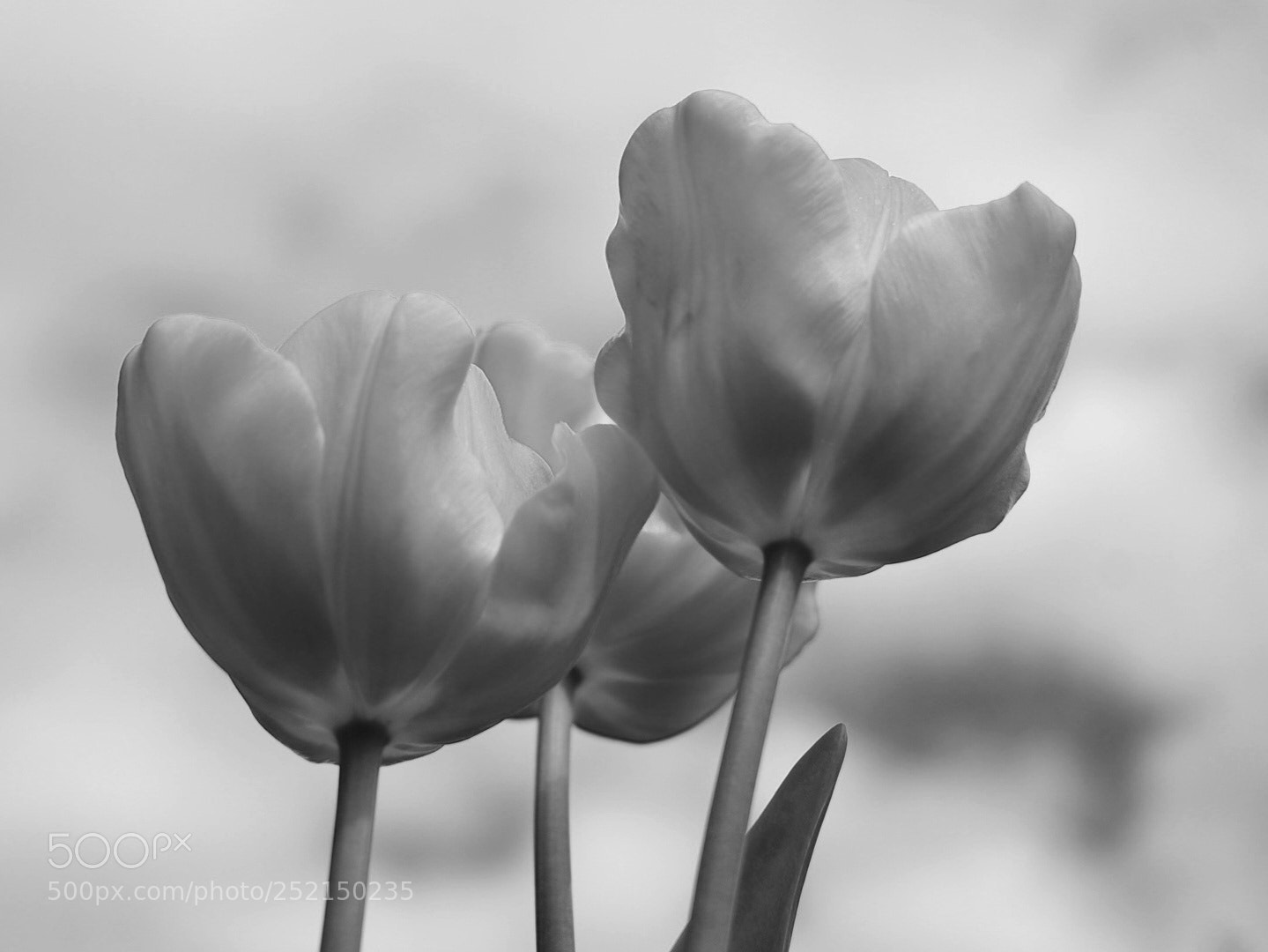 Sony Alpha NEX-6 sample photo. Tulipanes photography