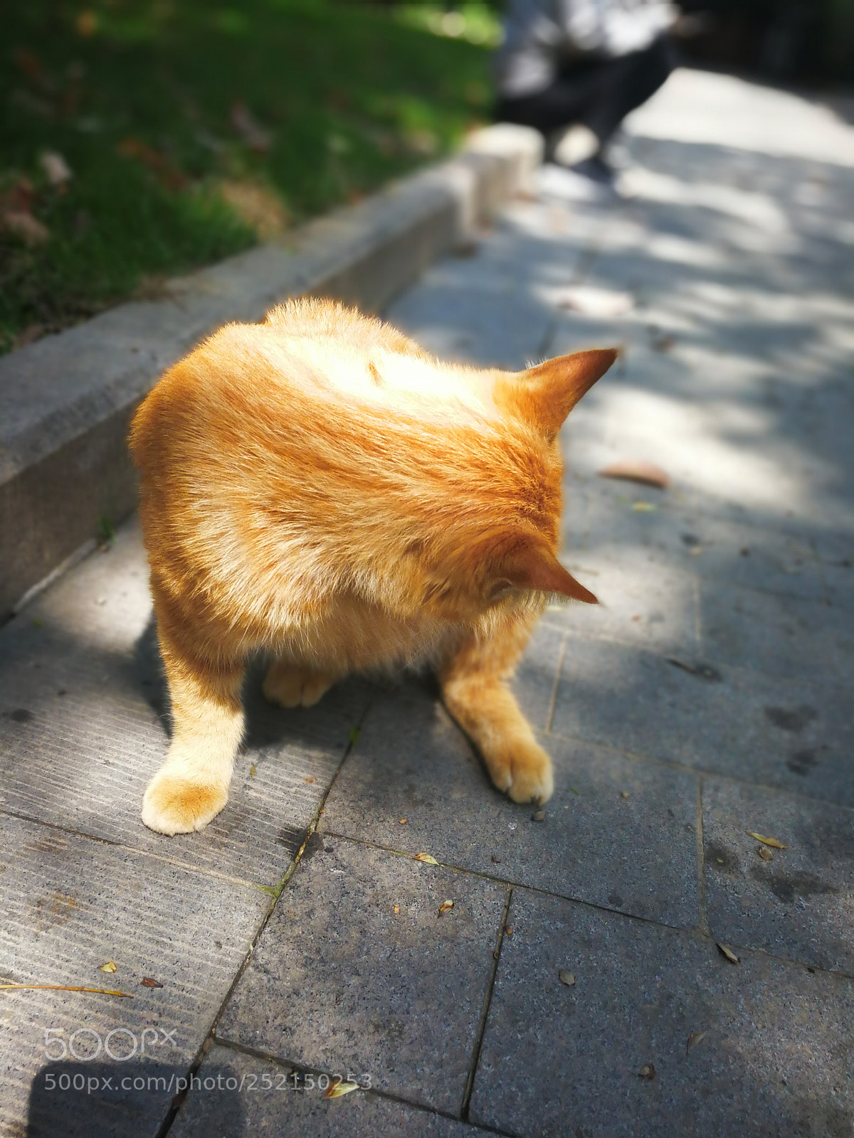HUAWEI Mate 9 sample photo. Untitled photography