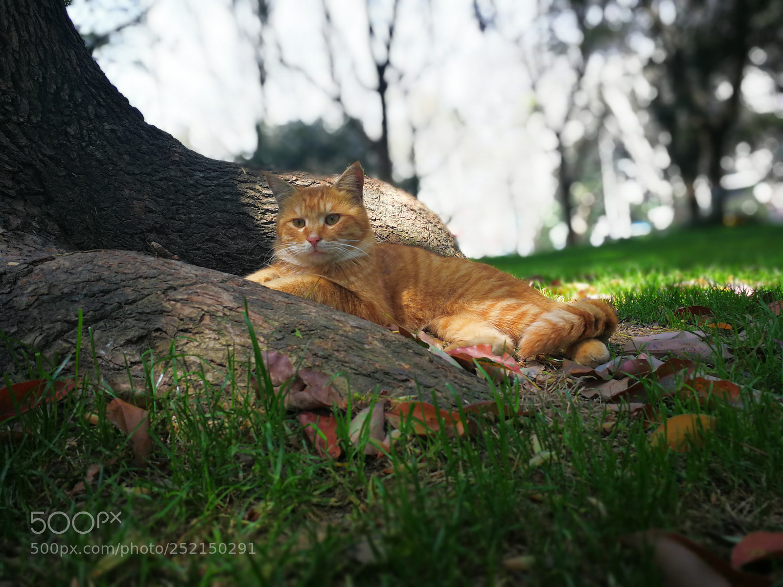 HUAWEI Mate 9 sample photo. Untitled photography