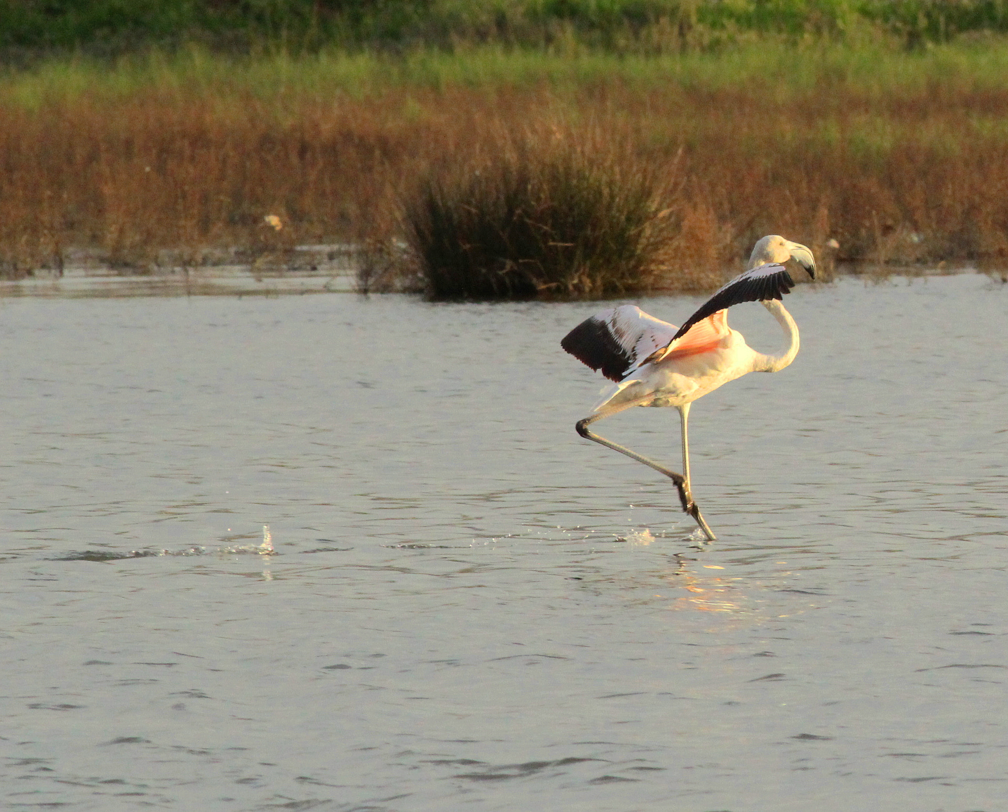 Canon EF 400mm F5.6L USM sample photo. Crop photography