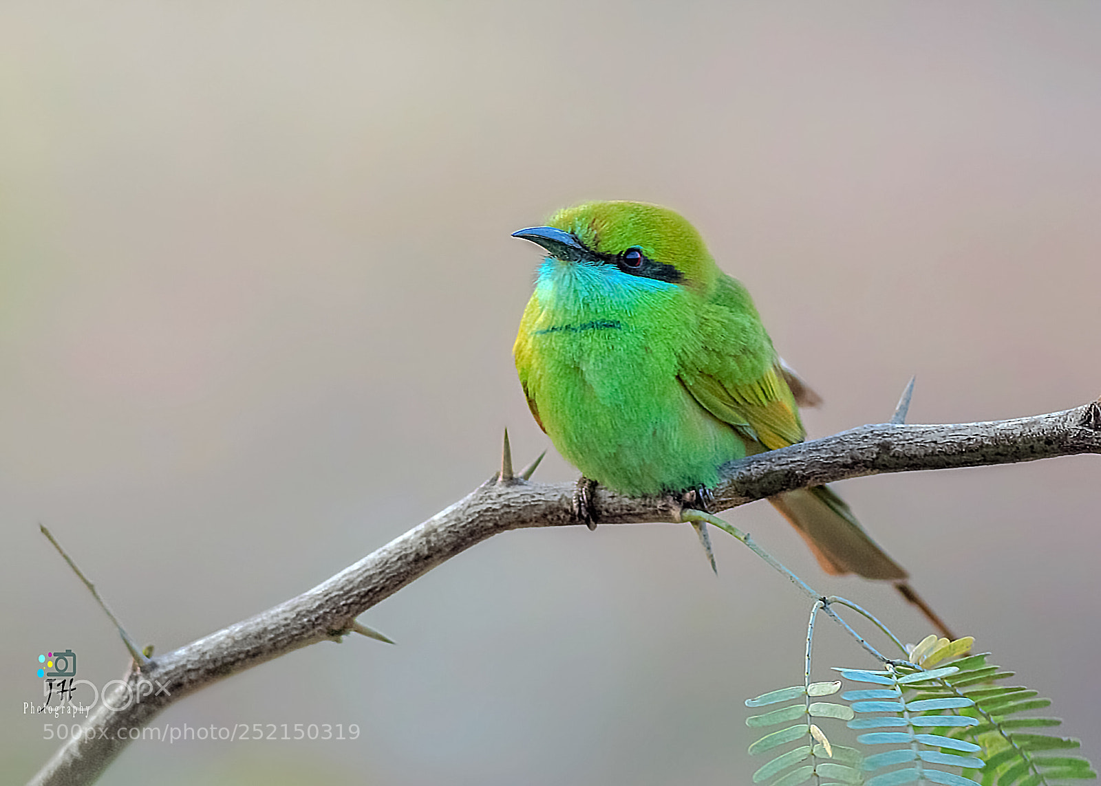 Canon EOS 70D sample photo. Green bee-eater photography