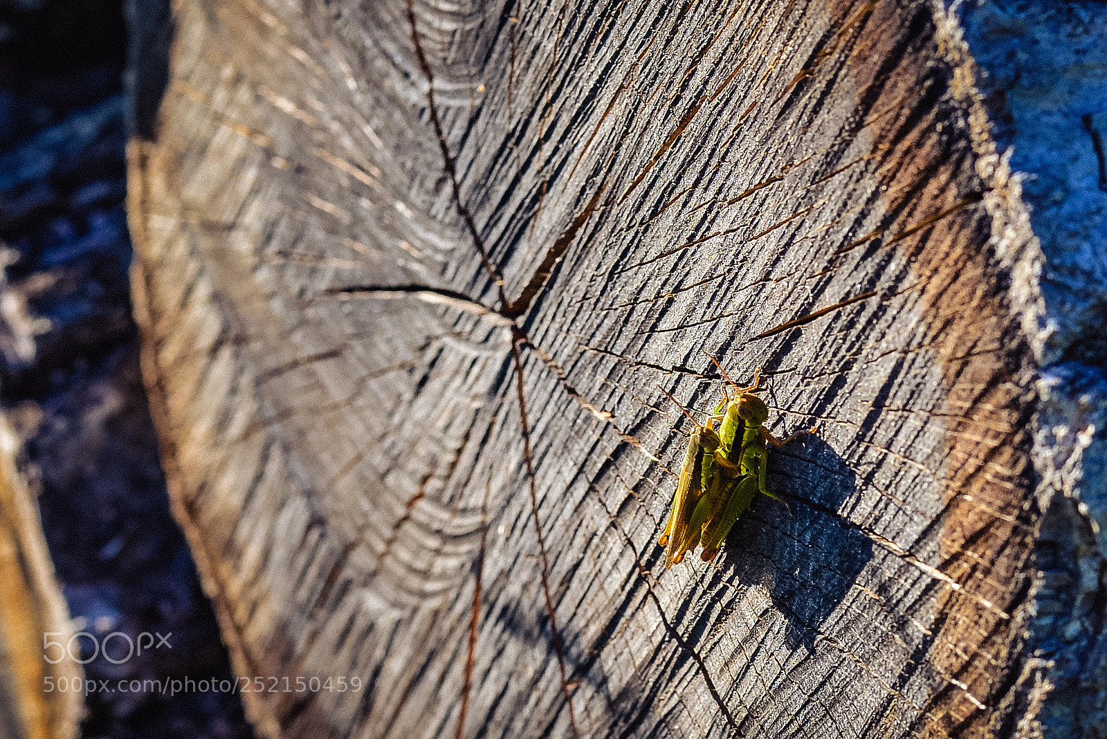 Nikon D600 sample photo. Осень однако photography