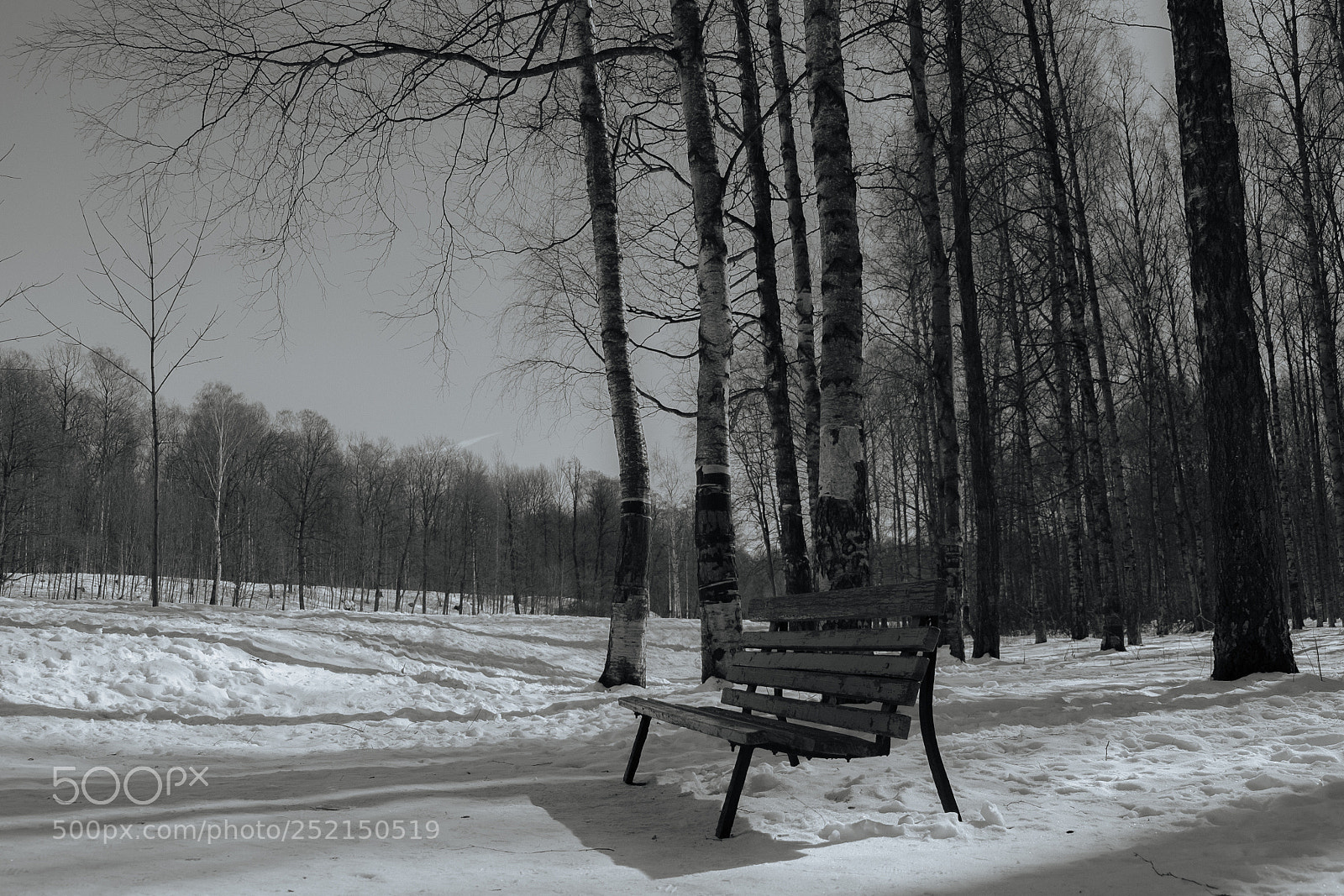 Fujifilm X-T1 sample photo. In the park photography