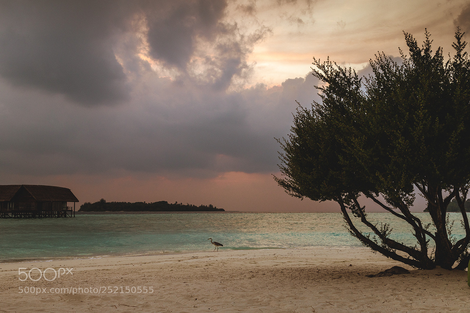 Canon EOS 6D Mark II sample photo. Untitled photography