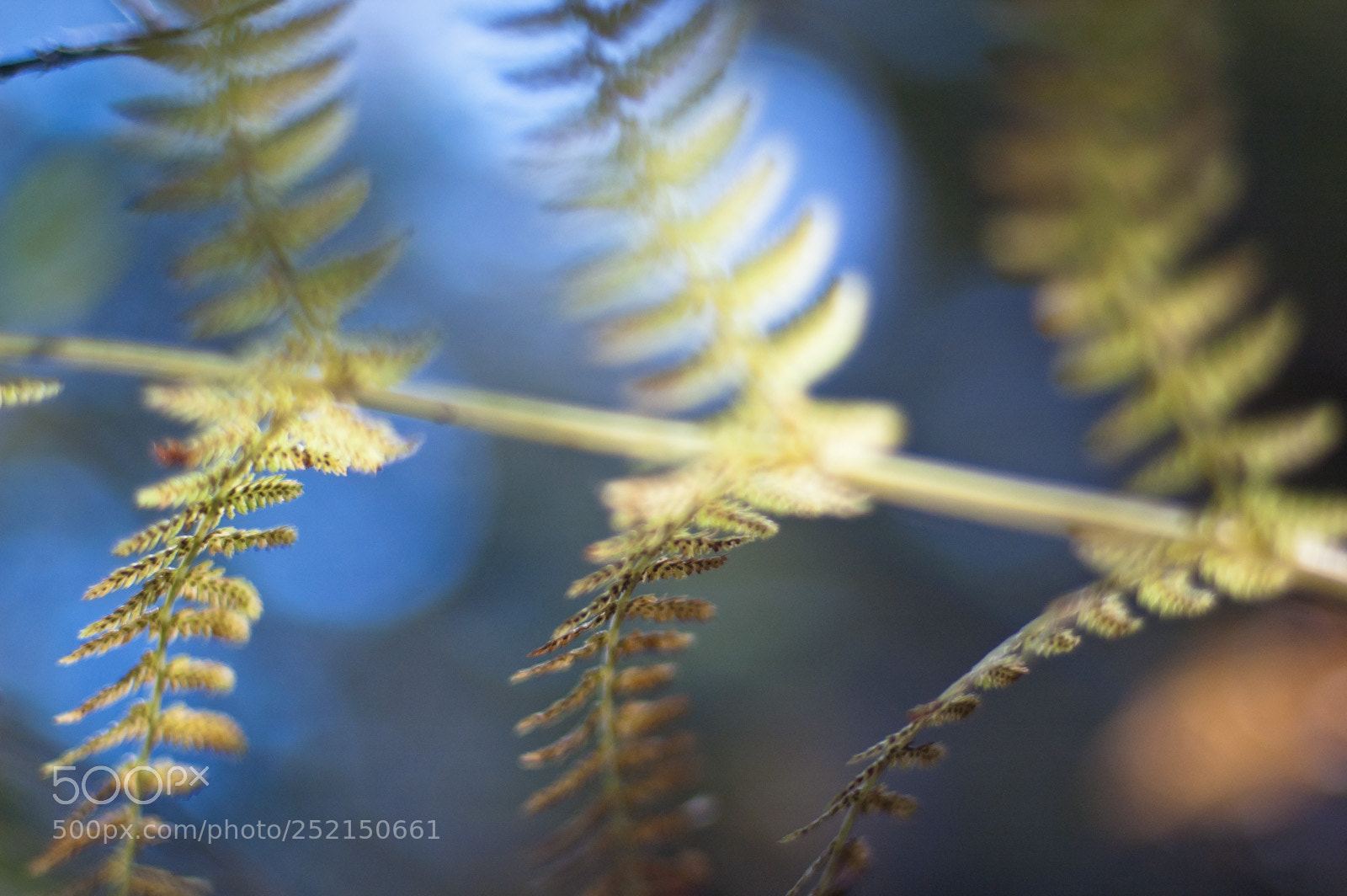Nikon D70s sample photo. Autumn fern photography