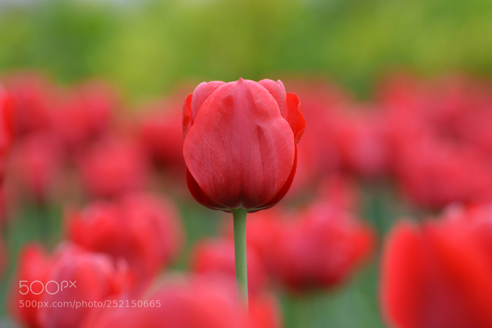 Nikon D7100 sample photo. Tulips photography