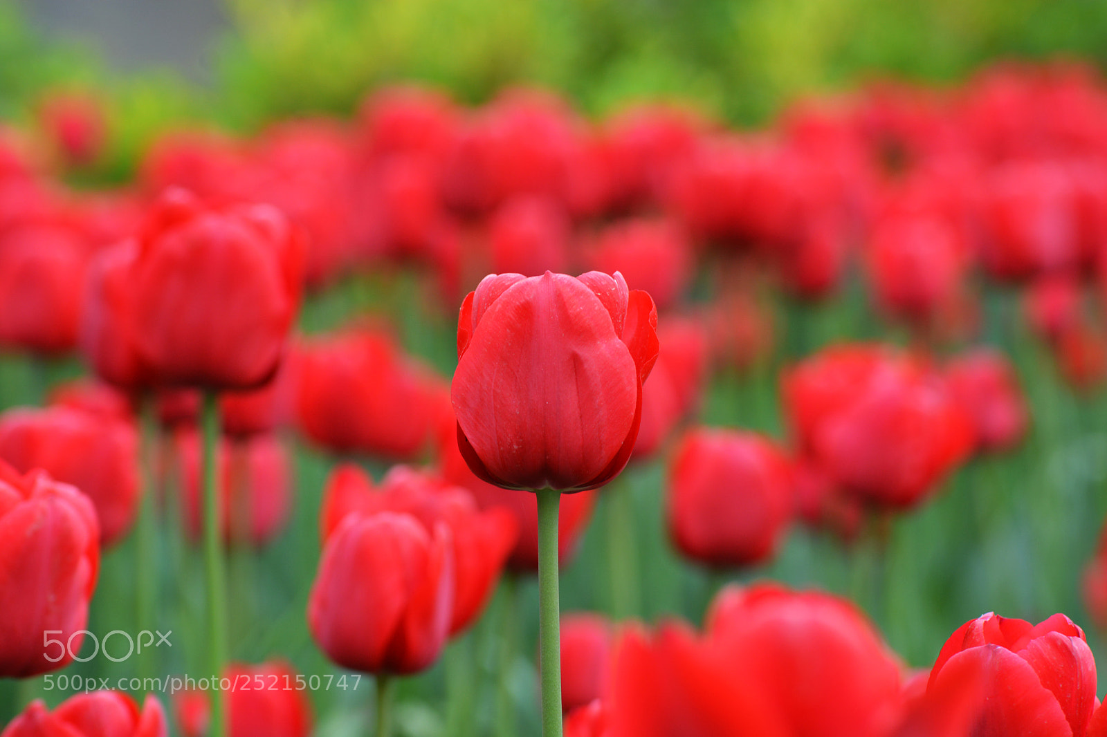 Nikon D7100 sample photo. Tulips photography