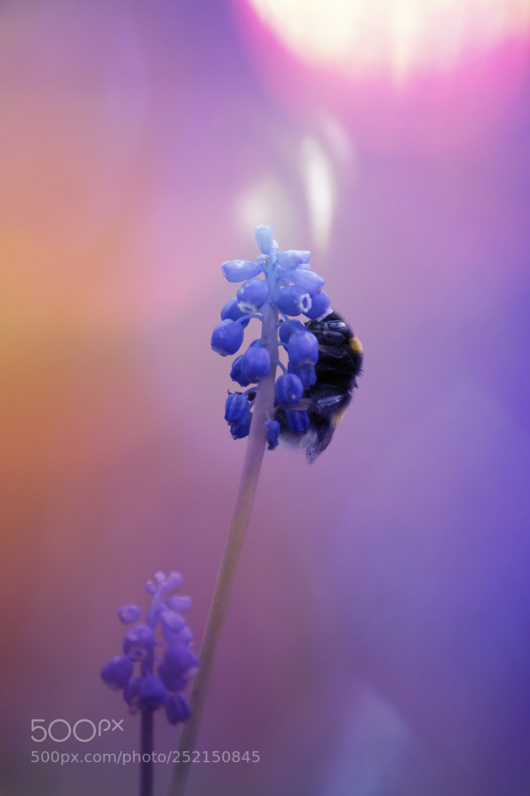 Nikon D7100 sample photo. Bumblepurple photography