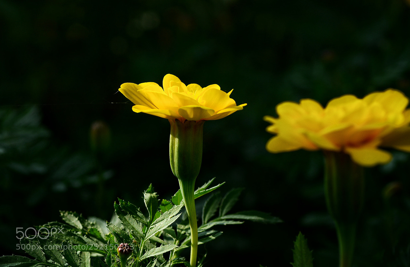 Nikon D7100 sample photo. Untitled photography