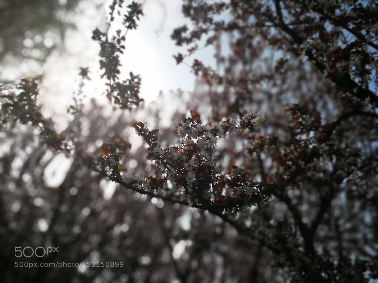 HUAWEI Mate 9 sample photo. Untitled photography