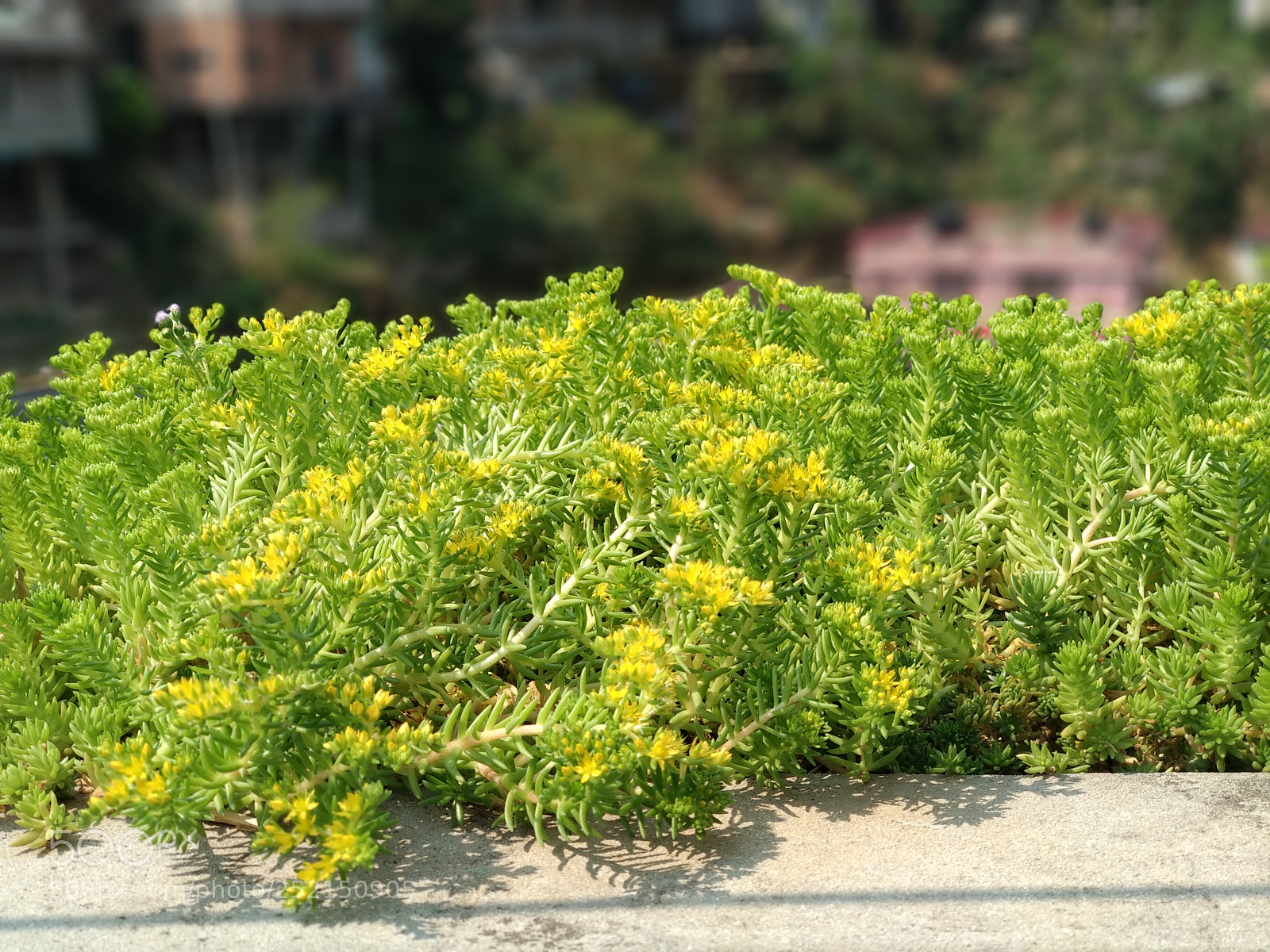 Xiaomi Mi A1 sample photo. Img_20180404_093838.jpg photography