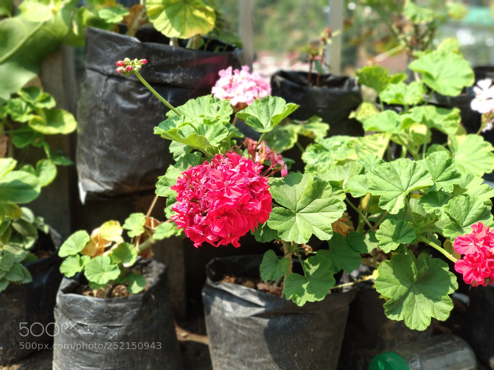 Xiaomi Mi A1 sample photo. Img_20180404_093859.jpg photography