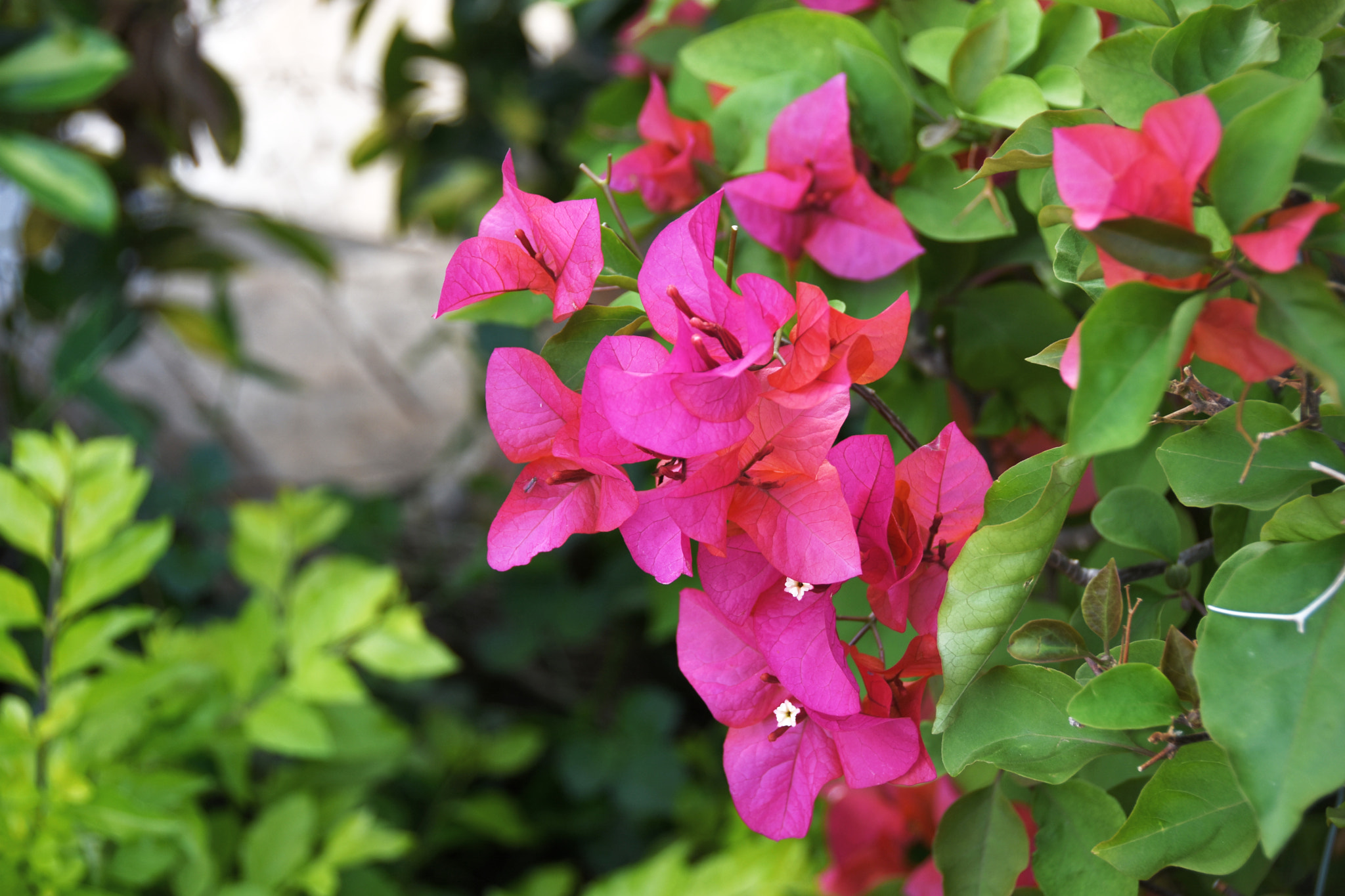 Nikon D7200 sample photo. Bougainvillea三角梅 photography