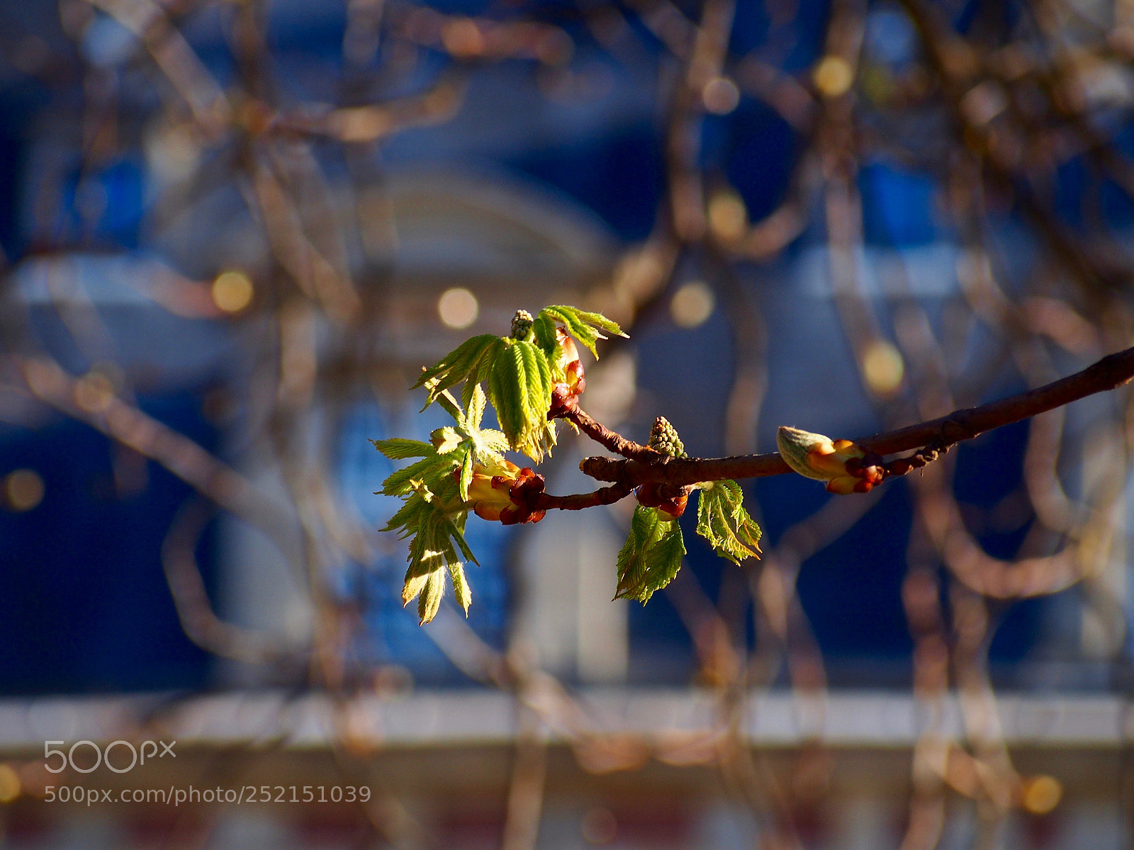 Olympus PEN E-PL6 sample photo. Spring will prevail photography