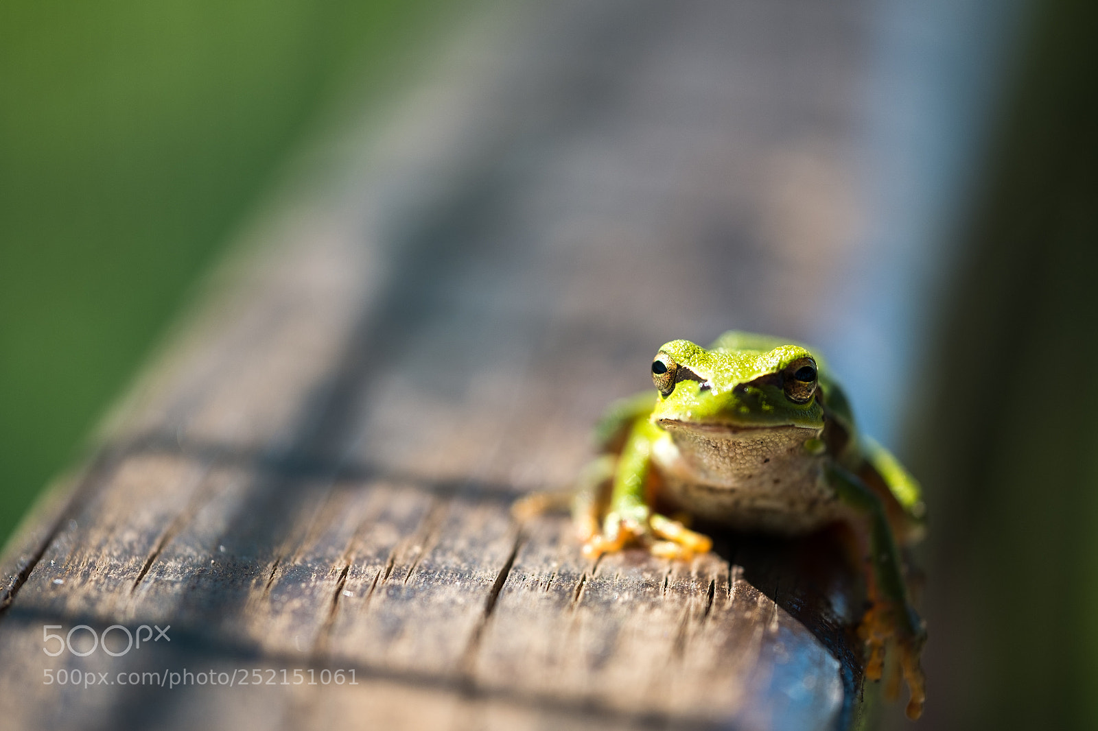 Fujifilm X-Pro1 sample photo. Spring time laziness photography