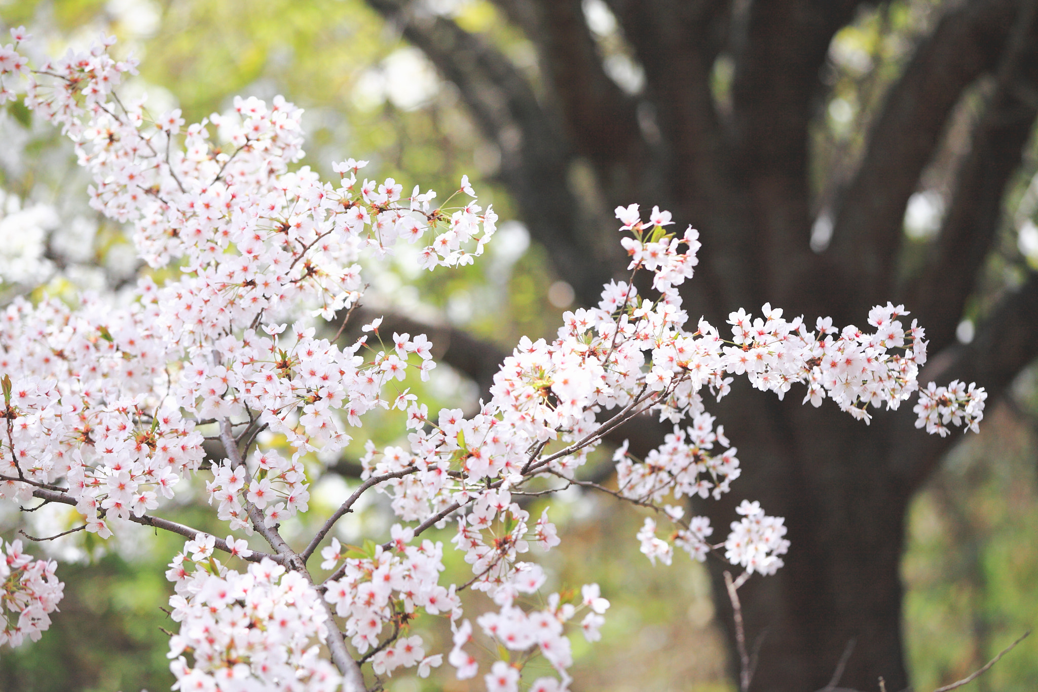 Canon EF 70-200mm F2.8L IS II USM sample photo