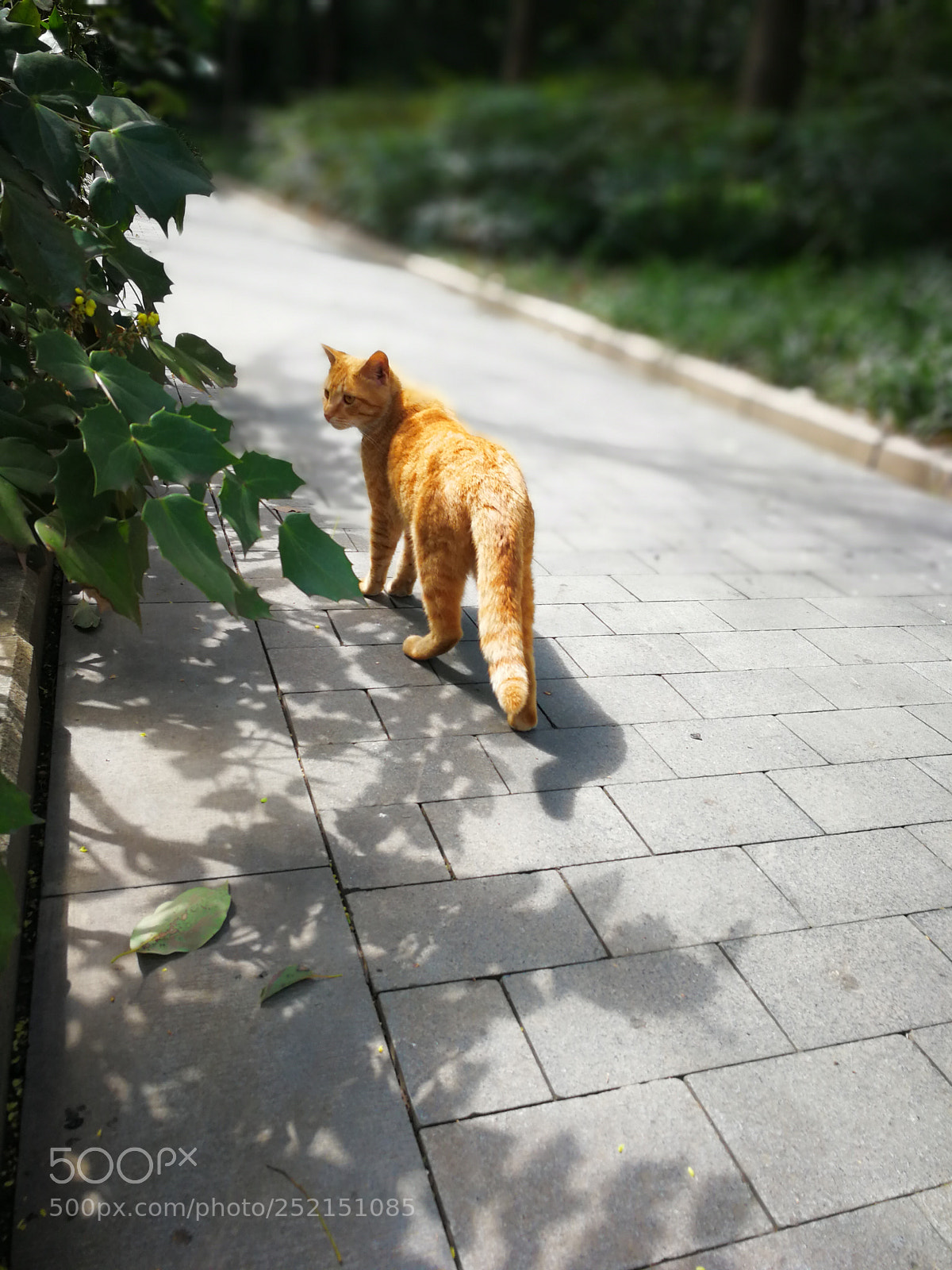 HUAWEI Mate 9 sample photo. Untitled photography