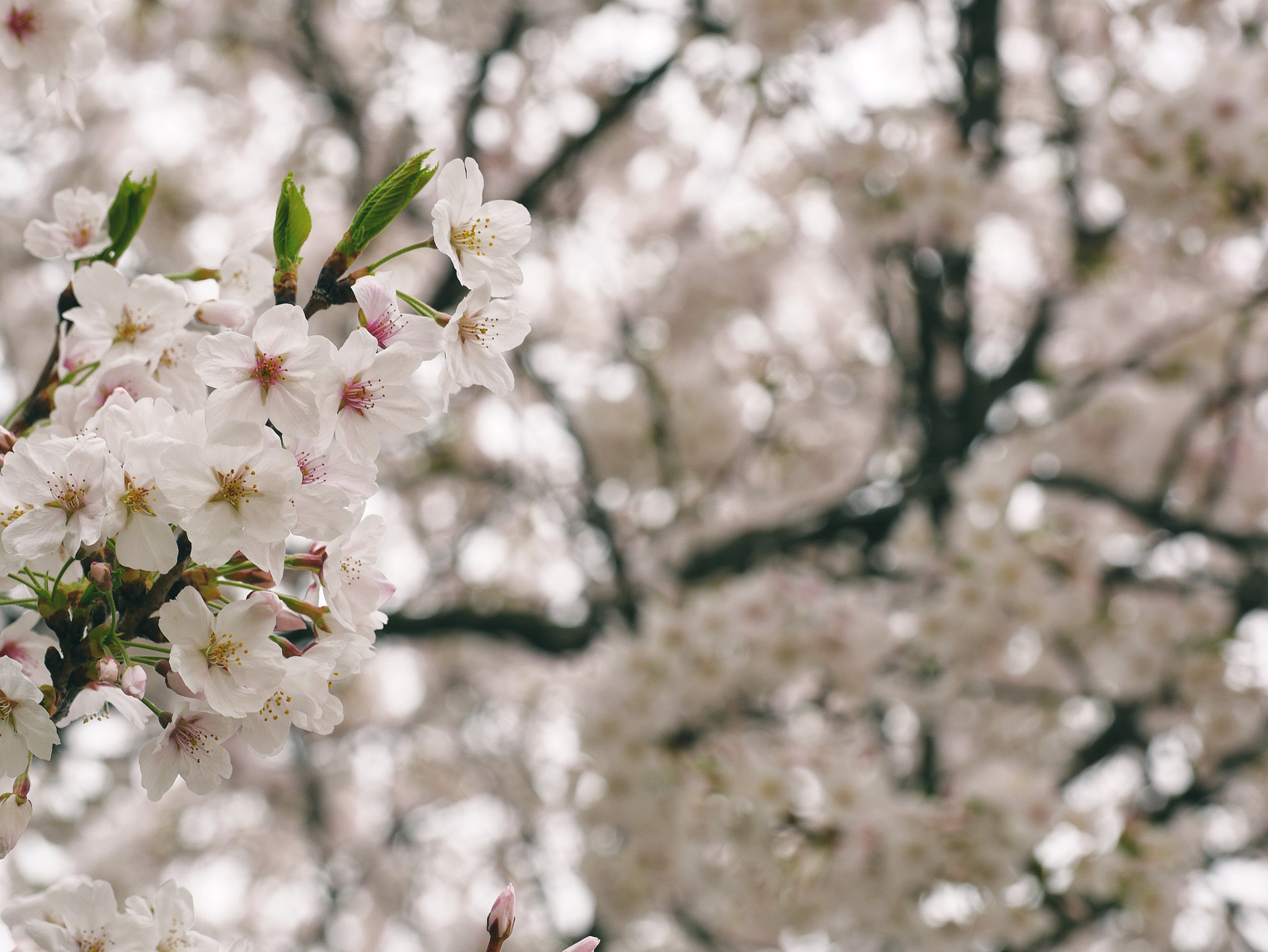 Panasonic Lumix DMC-GX85 (Lumix DMC-GX80 / Lumix DMC-GX7 Mark II) sample photo. Cherry blossom photography