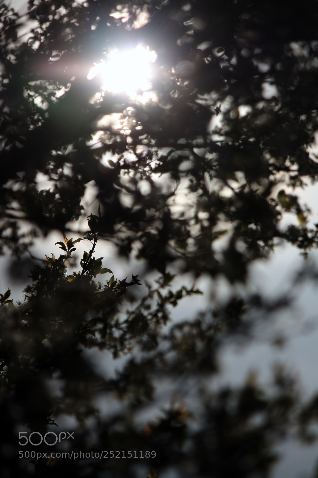 Canon EOS 1000D (EOS Digital Rebel XS / EOS Kiss F) sample photo. Light sparkle photography
