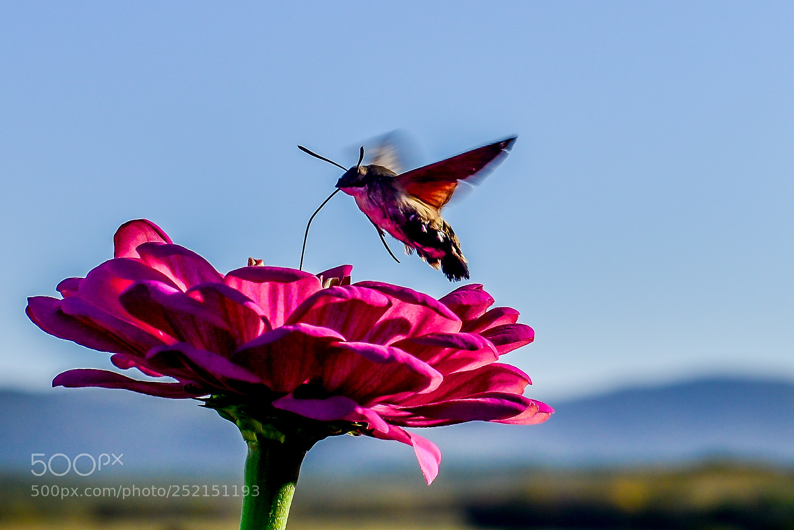 Nikon D600 sample photo. Бабочка photography