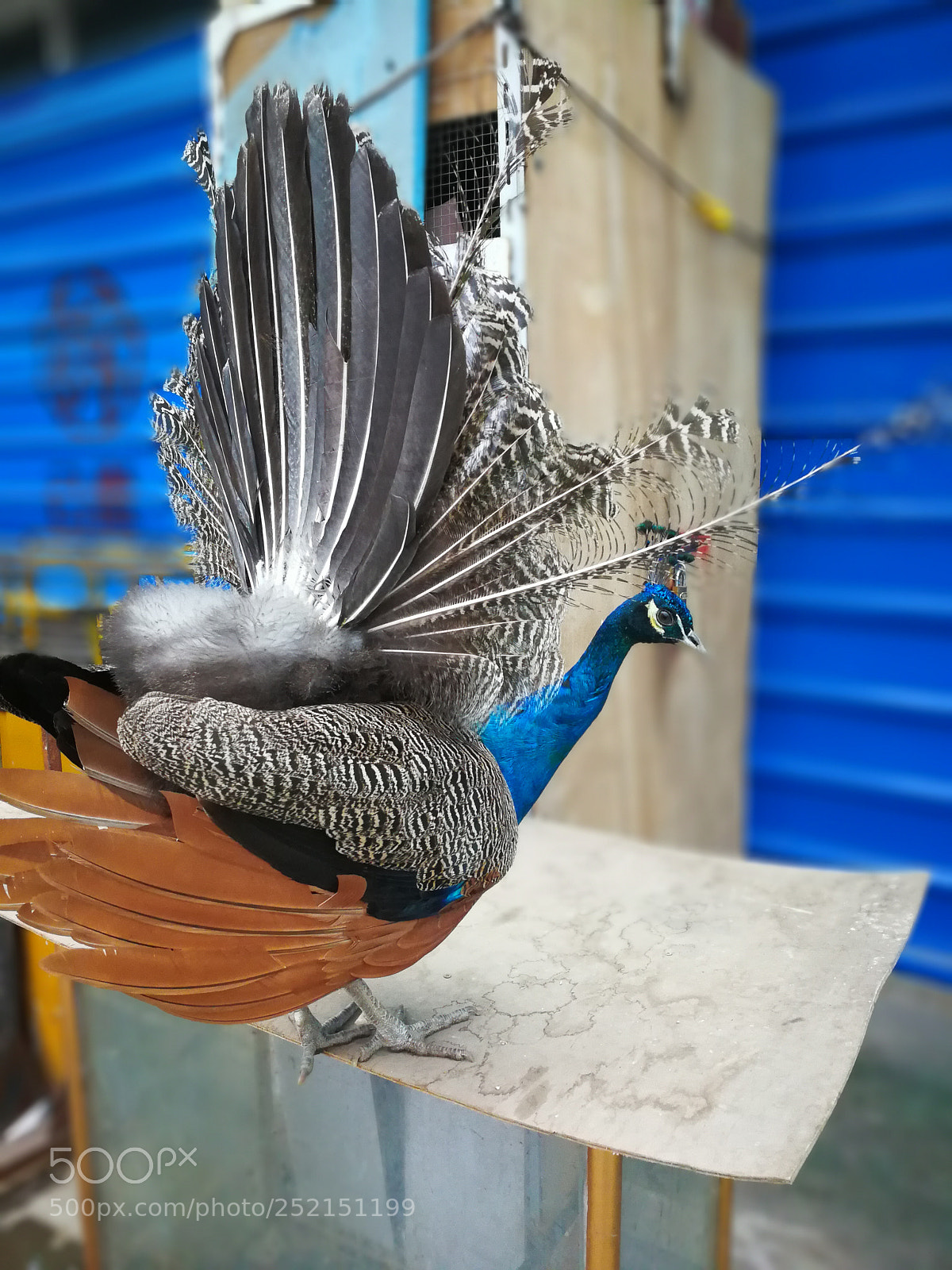 HUAWEI Mate 9 sample photo. Untitled photography
