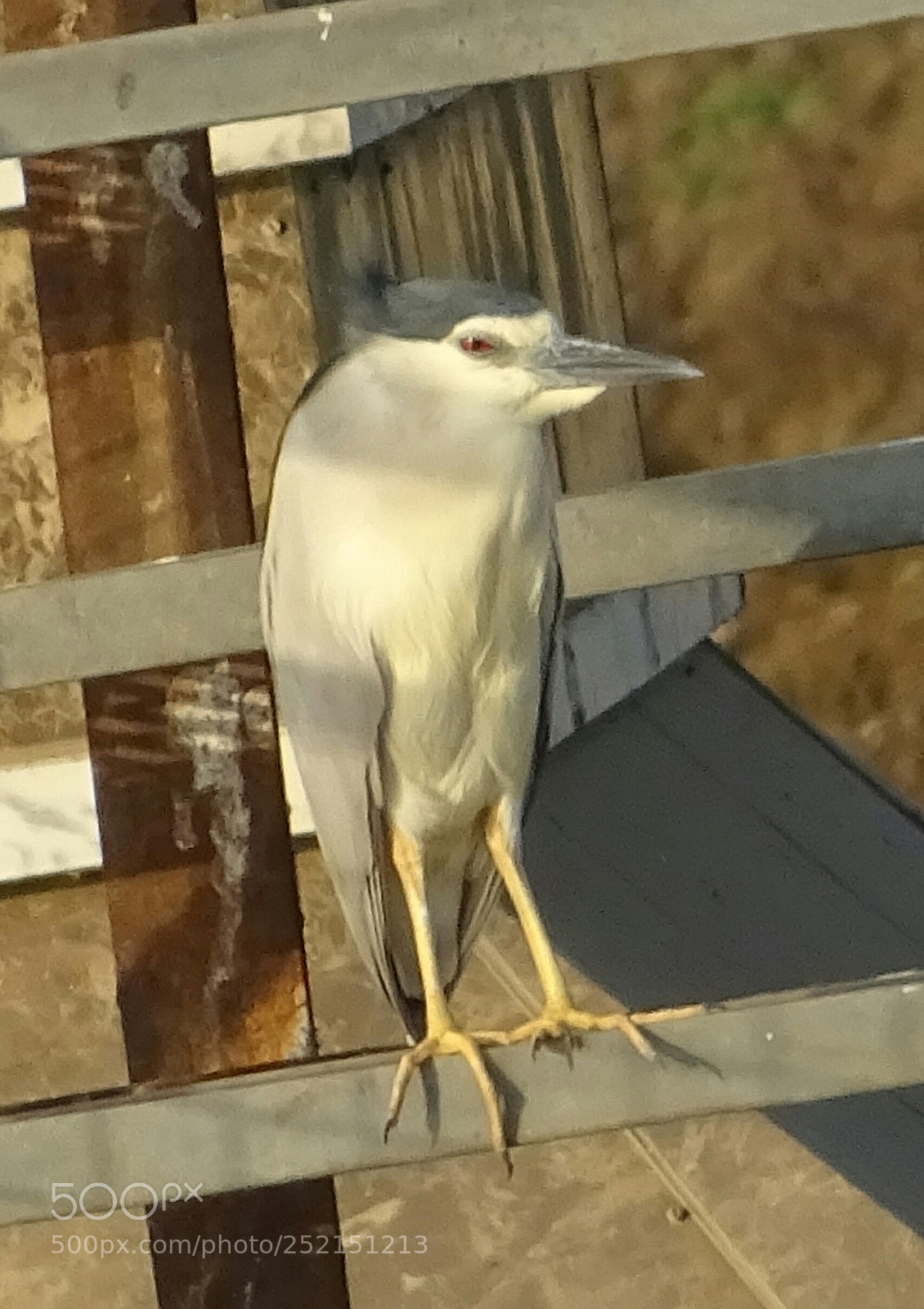 Sony DSC-HX60V sample photo. Bird photography