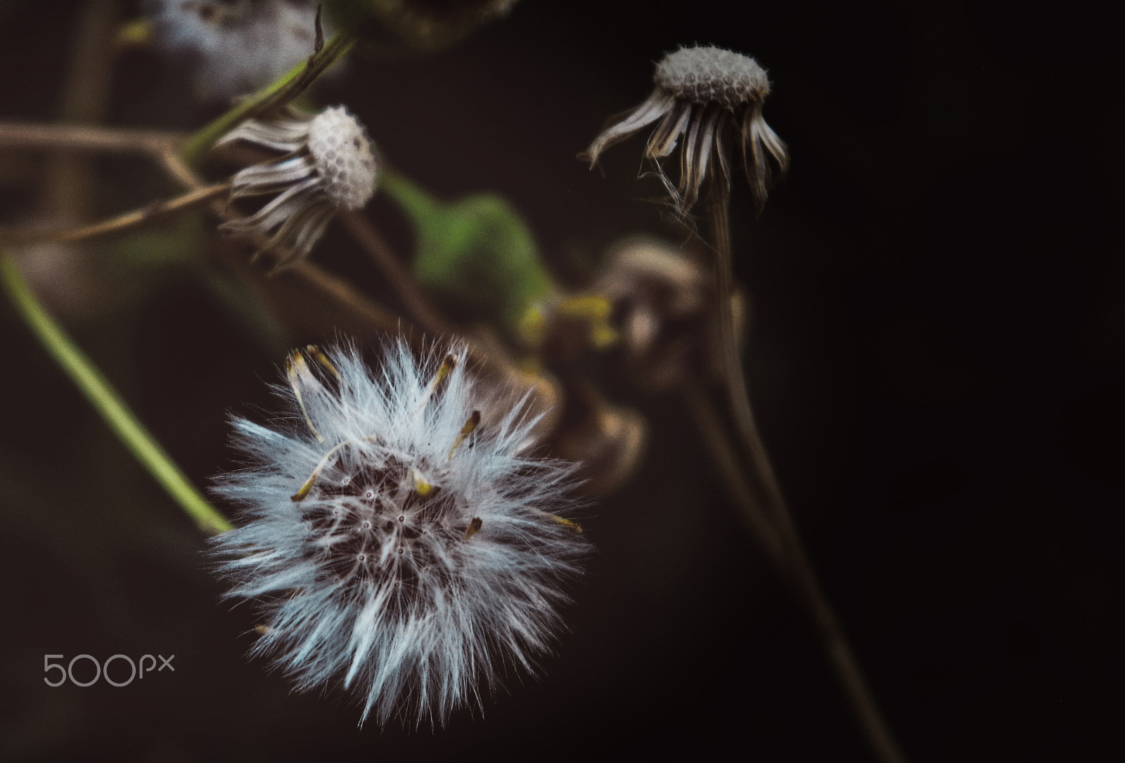 Pentax K-50 sample photo. Nature overnight photography