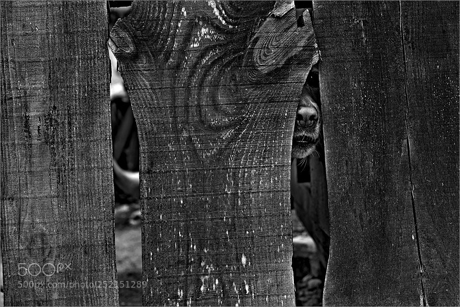 Nikon D610 sample photo. A crack of agreement photography
