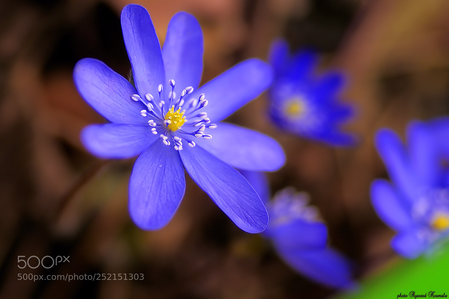 Sony Alpha DSLR-A300 sample photo. Blue spring photography