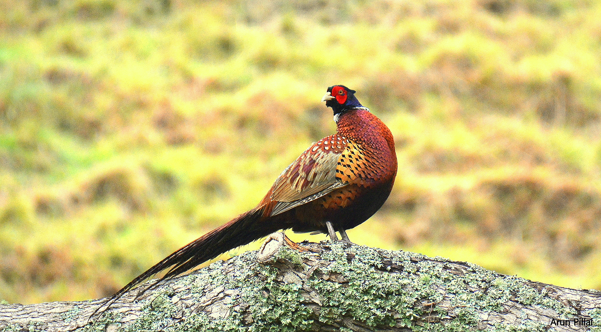 Nikon D7100 sample photo. Ring necked pheasant photography
