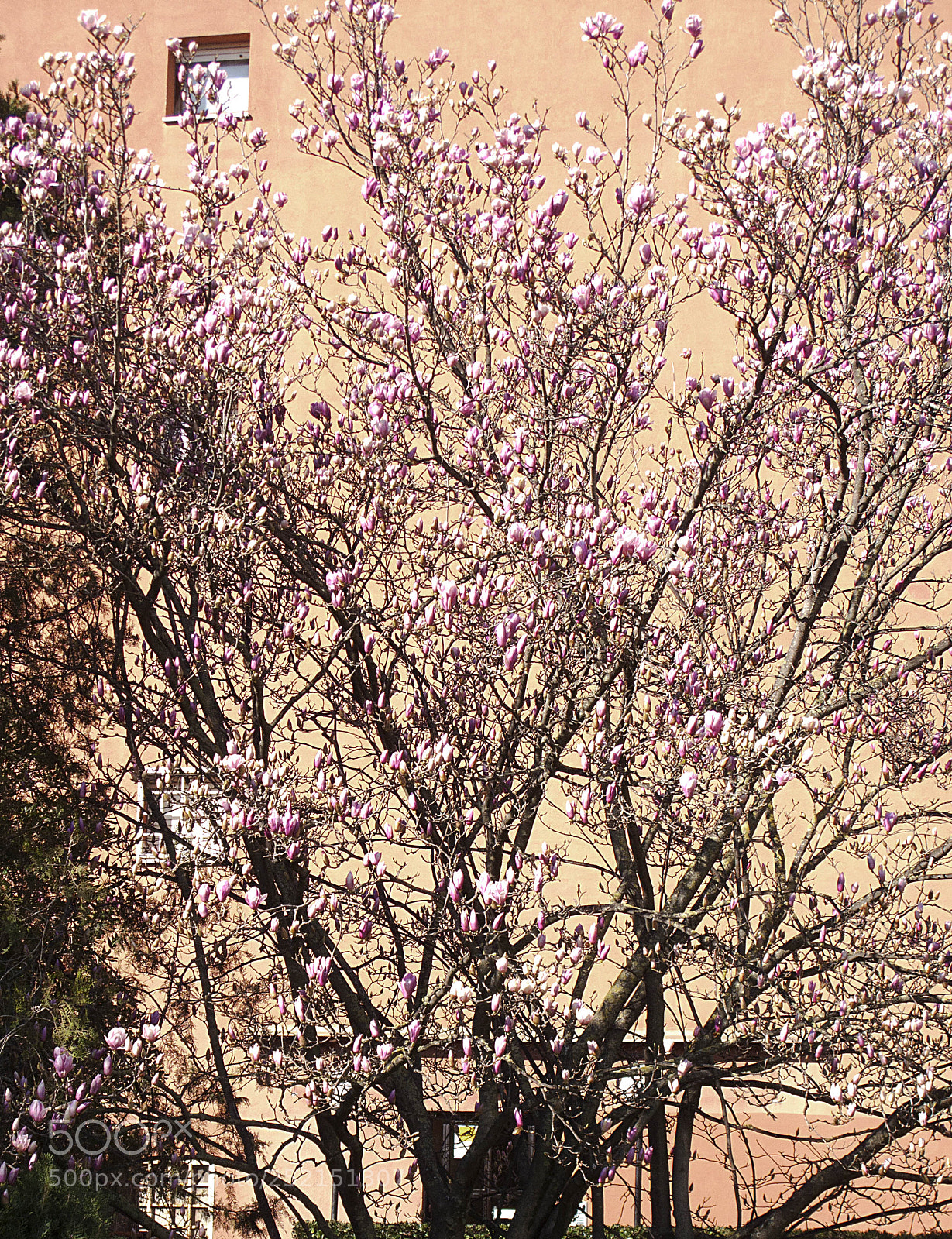 Canon PowerShot G10 sample photo. Primavera di bellezza viale photography