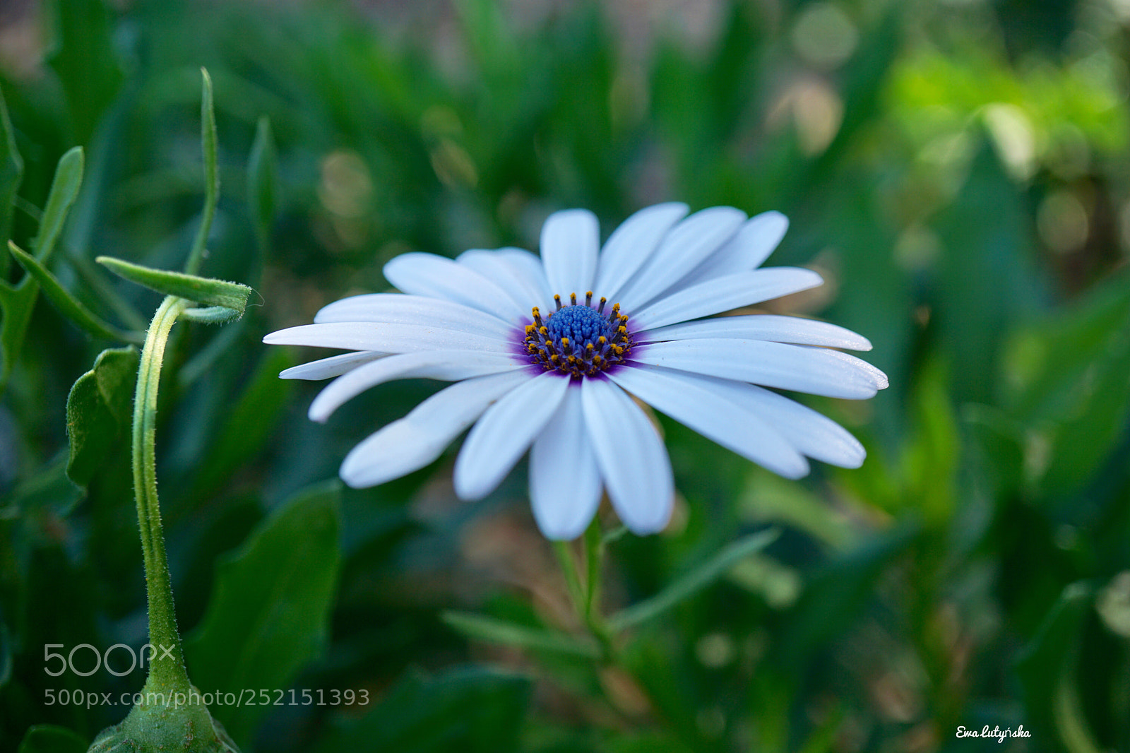 Sony a6000 sample photo. Daisy in the autumn  photography