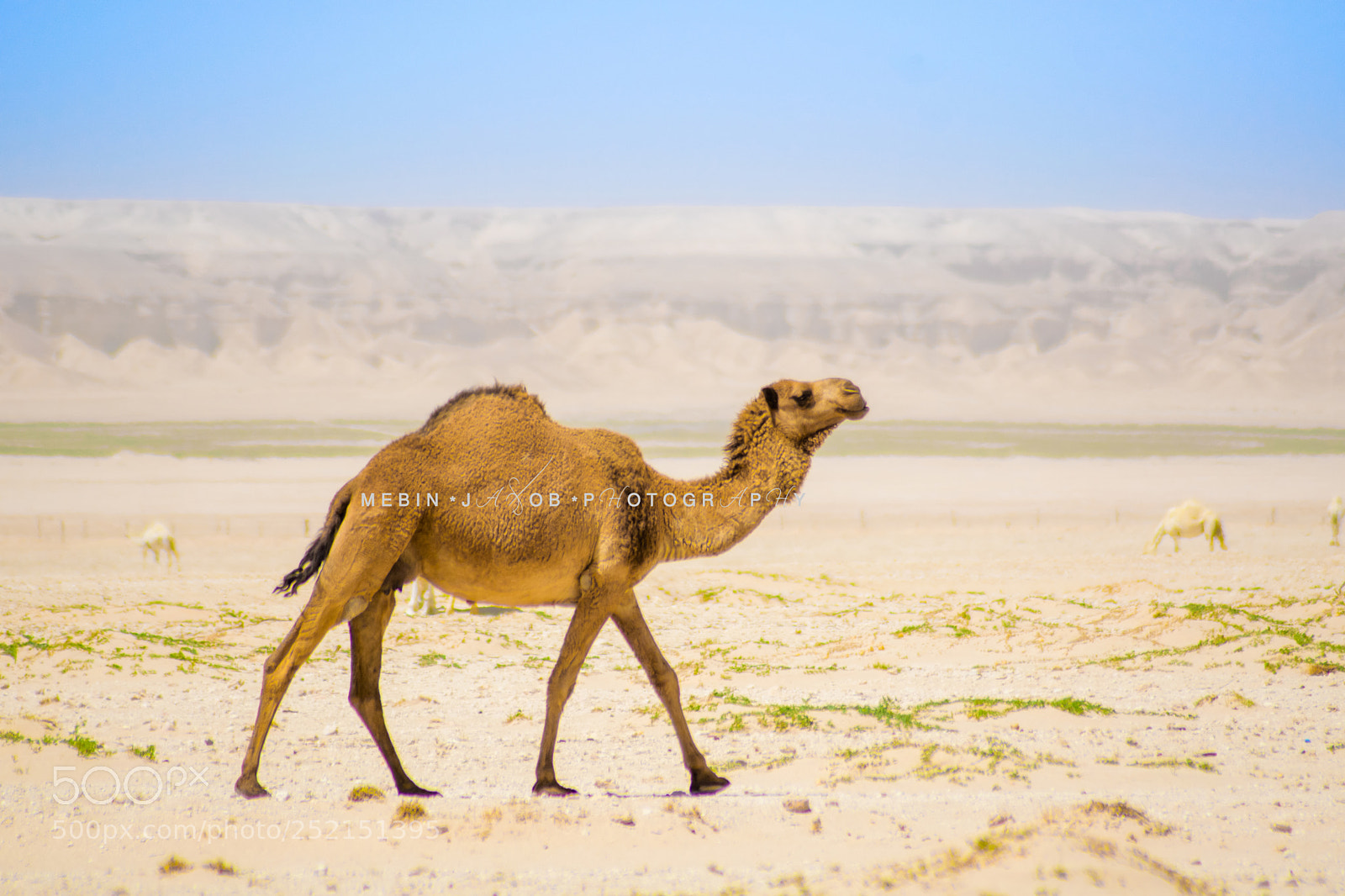 Nikon D5300 sample photo. Brown camel photography