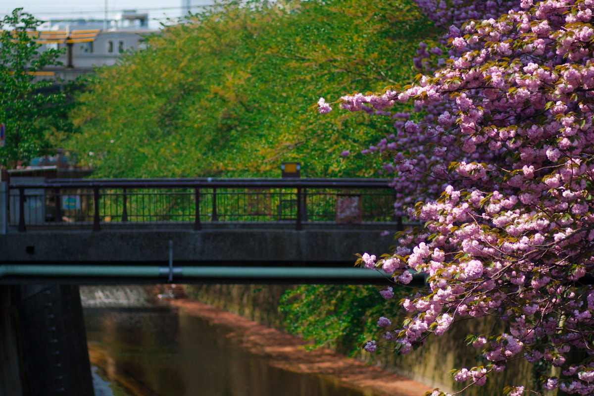 Canon EOS 450D (EOS Rebel XSi / EOS Kiss X2) sample photo. Megurogawa photography