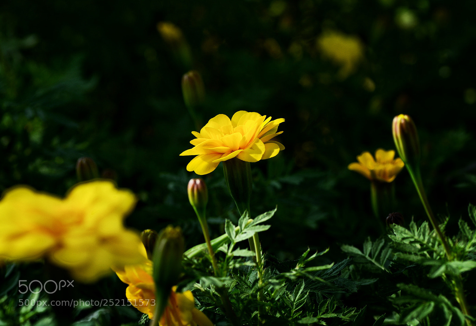 Nikon D7100 sample photo. Untitled photography