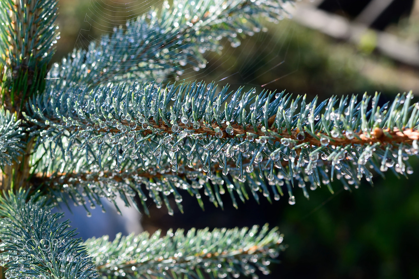 Nikon D7100 sample photo. Morning dew photography