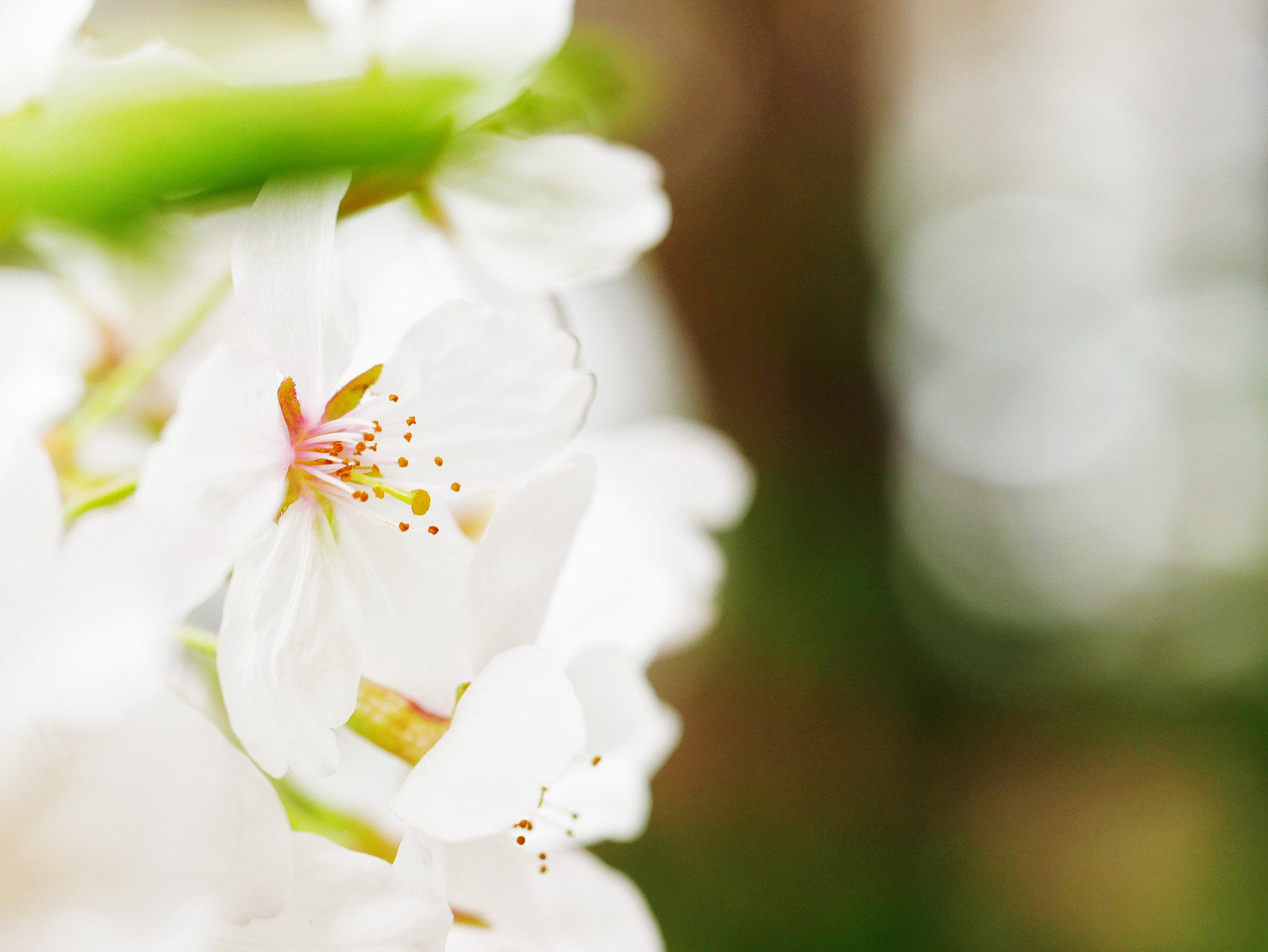 Panasonic Lumix DMC-GX85 (Lumix DMC-GX80 / Lumix DMC-GX7 Mark II) sample photo. Cherry blossom photography