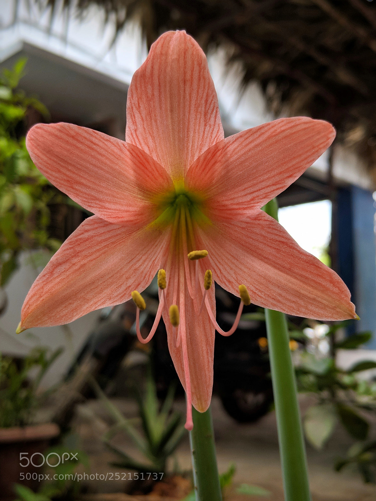 Google Pixel 2 sample photo. Untitled photography